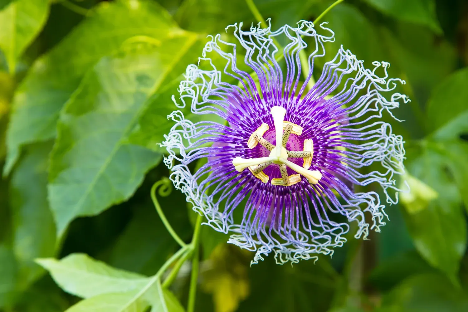 Granadilla
