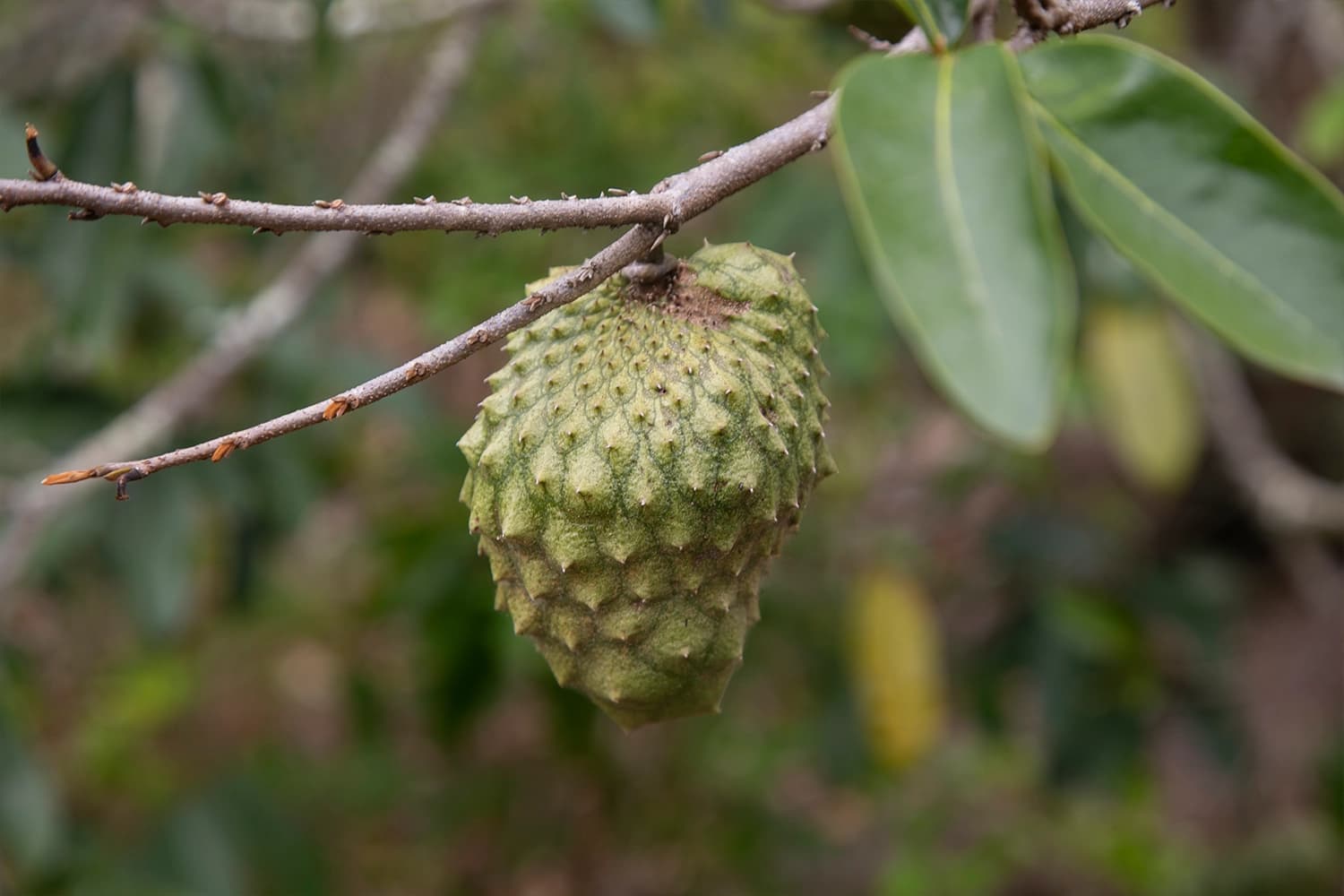 Soursop